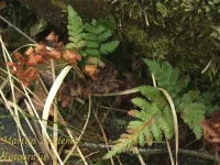 Eikvarenfamilie [Polypodiaceae]